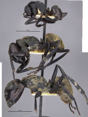 Media type: image;   Entomology 23244 Aspect: habitus lateral view